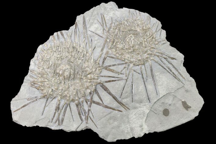 Two Large, Mississipian Echinoids (Archaeocidaris) - Missouri #145231